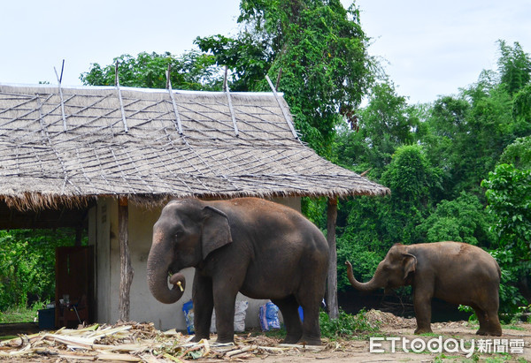 ▲▼ ▲泰國大象世界（圖／本報資料照）
