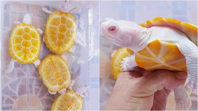 超美亮橙色龜殼！小烏龜背著「鮮橙切片」到處爬　網揭露可怕基因缺陷