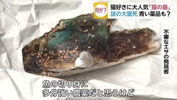 居民在島上發現顏色怪異的魚肉和飼料，當時猜測為農藥之類的藥品。