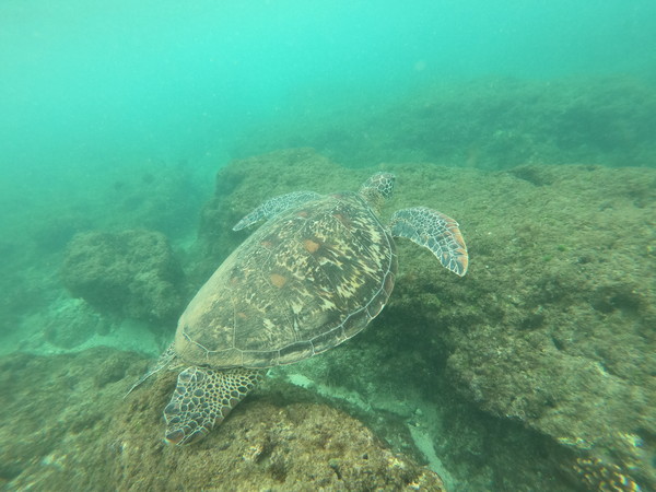 ▲浮潛,海龜。（圖／萊這哩浮潛提供）