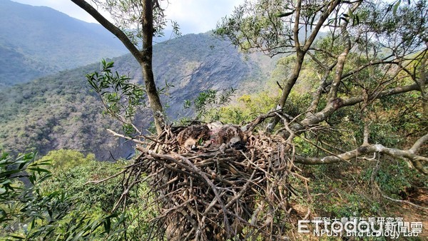 黑鳶巢中有山羌頭。（圖／屏科大鳥類生態研究室提供）