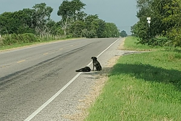 ▲▼守護者。（圖／翻攝自臉書／Kingsville Kleberg Health Department Animal Control & Care Center，下同）