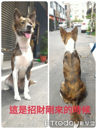 ▲幸福肥肉溢出！愛犬3年前後「皮包骨→瓦斯桶」　網笑：毛澎啦。（圖／飼主李小姐提供）