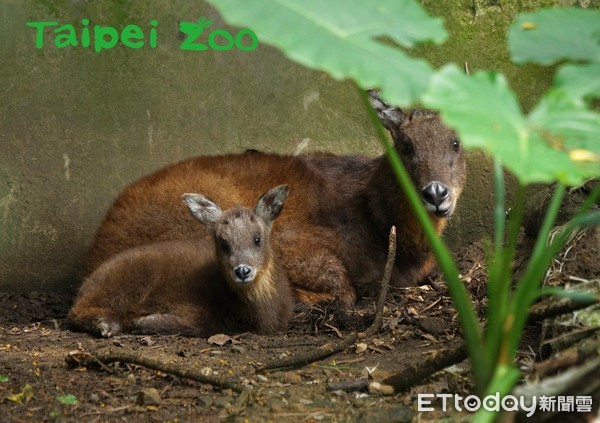 ▲臺灣野山羊（圖／臺北市立動物園提供。）