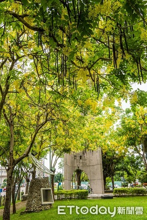 ▲浪漫黃金雨 公園運動散心 賞最美阿勃勒          。（圖／記者翁伊森翻攝）