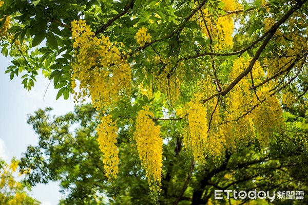 ▲浪漫黃金雨 公園運動散心 賞最美阿勃勒          。（圖／記者翁伊森翻攝）