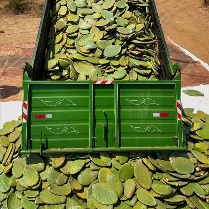 ▲▼墨西哥企業家開發環保「仙人掌材質」。（圖／翻攝自Instagram／desserto.pelle）