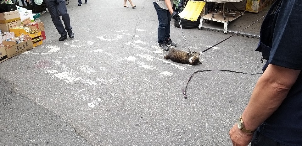 ▲▼南韓首爾東廟市場，驚傳懷孕的流浪貓遭商家狂虐。（圖／翻攝自韓網論壇）