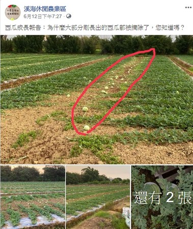 ▲大手牽小手，來去跟西瓜施肥。（圖／溪海休閒農業發展協會提供）