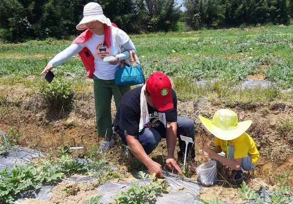 ▲大手牽小手，來去跟西瓜施肥。（圖／溪海休閒農業發展協會提供）
