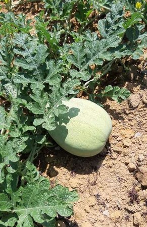 ▲大手牽小手，來去跟西瓜施肥。（圖／溪海休閒農業發展協會提供）