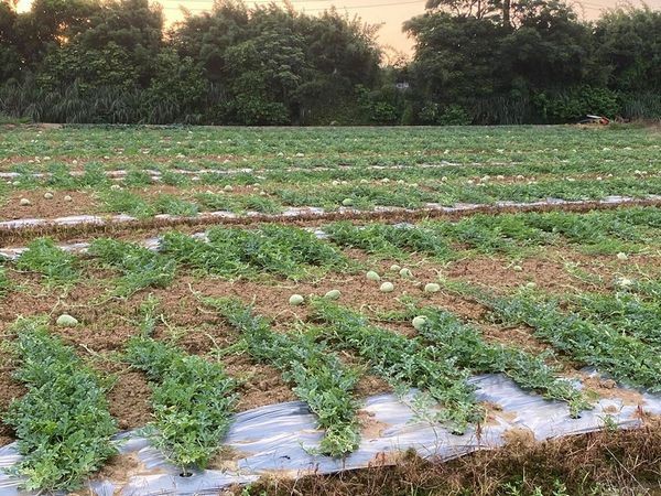 ▲大手牽小手，來去跟西瓜施肥。（圖／溪海休閒農業發展協會提供）