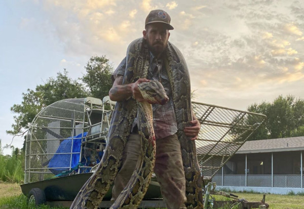 ▲▼美國佛羅里達州的「蟒蛇獵人」金梅爾（Mike Kimmel）在沼澤地捕捉一條長度超過17英尺（大約5.1公尺）的巨型蟒蛇。（圖／翻攝自IG pythoncowboy）