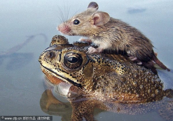 印度,青蛙.老鼠.池塘,攝影師