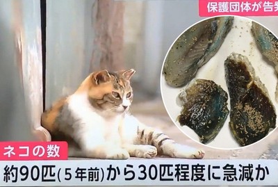 三年60隻貓口吐白沫暴斃！日本貓島疑被集體下毒　涉案老翁：只是想殺烏鴉