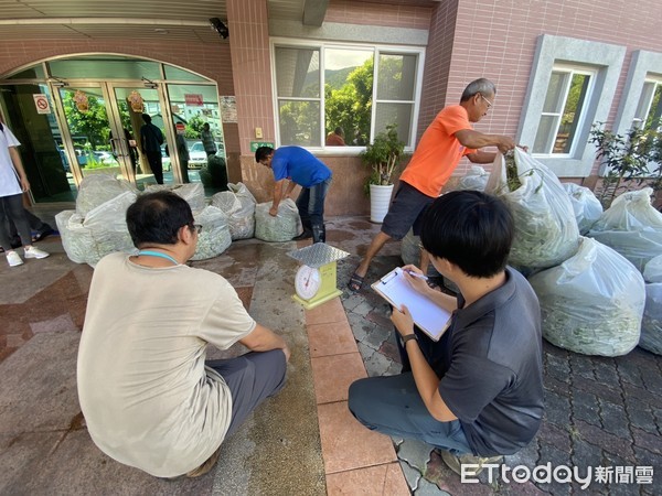 ▲ 台東知本溫泉社區動員清除小花蔓澤蘭，換得收購金1770元。（圖／記者楊鈞典翻攝，下同）