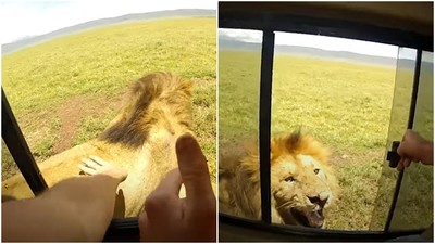開窗想拍獅子頭！　最蠢觀光客打斷「夫妻交疊時刻」被正宗獅子吼洗臉