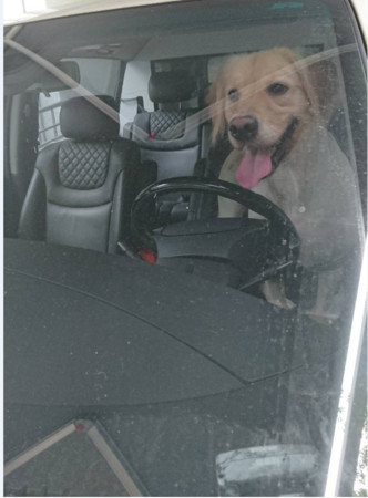▲▼犬隻不得單獨留置於汽車內。（圖／動保處提供）