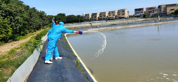 ▲竹北養殖場發現感染「十足目虹彩病毒」　1207斤澳洲螯蝦全數銷毀。（圖／新竹縣政府提供）