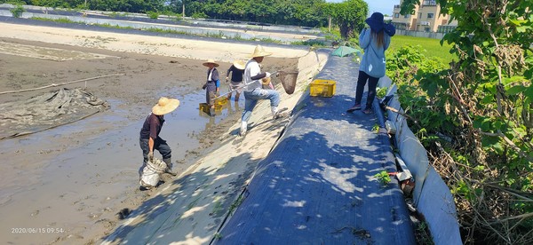 ▲竹北養殖場發現感染「十足目虹彩病毒」　1207斤澳洲螯蝦全數銷毀。（圖／新竹縣政府提供）