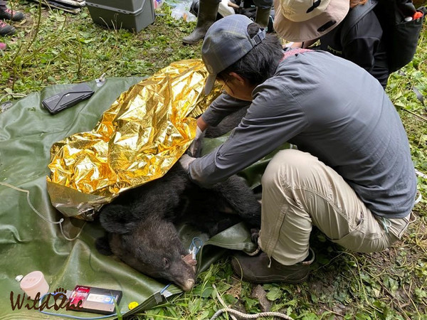 ▲▼台灣每年平均有超過7800件的野生動物救傷案！4月20日台東海端鄉通報了一隻中了「套索」的母熊。（圖／取自臉書「WildOne野灣野生動物保育協會」）