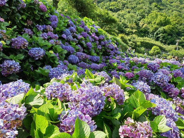 ▲▼徐國勇赴陽明山，示範防疫樂活遊。（圖／內政部提供）