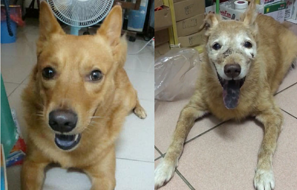 影 足月屁汪 滿臉白毛走不動 飼主細數 16年屁孩行徑 逼哭千人 Ettoday寵物雲 Ettoday新聞雲