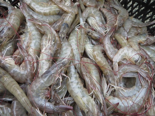 ▲國內爆發螯蝦虹彩病毒疫情，嘉縣提醒注意。（圖／嘉義縣政府提供）