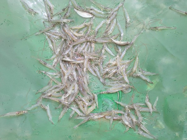 ▲國內爆發螯蝦虹彩病毒疫情，嘉縣提醒注意。（圖／嘉義縣政府提供）