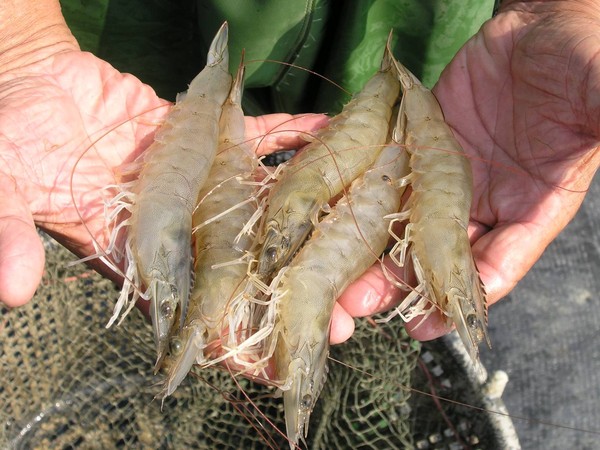 ▲國內爆發螯蝦虹彩病毒疫情，嘉縣提醒注意。（圖／嘉義縣政府提供）