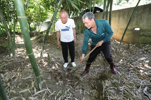 ▲綠竹筍達人如何種好筍、挑好筍報您知。（圖／廖姓民眾提供）