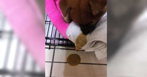 謝小姐以1萬2千元在新莊某家寵物店買得1隻柴犬寶寶，但回家後卻腹瀉不止，全身癱軟無力。（圖／讀者提供）