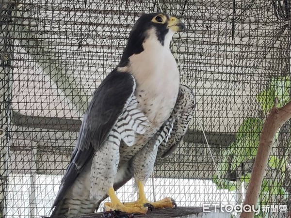 ▲誤中鳥網的遊隼轉送至花蓮縣野鳥學會救傷收容中心，照護長達八個月復原狀況良好。（圖／花蓮縣政府提供，下同）