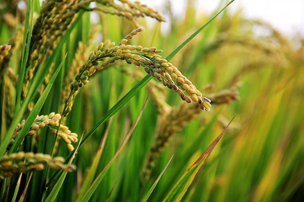 ▲「旱稻」也叫陸稻，是水稻的變異型。（圖／取自免費圖庫Pixabay）