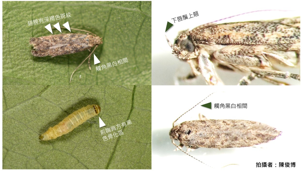 台灣沒發現過！外來種「番茄潛旋蛾」出現了　防檢局緊急投藥全台大追蹤。（圖／防檢局）