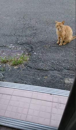 ▲▼貓老大直接坐門前「收保護費」。（圖／有點毛毛的／網友歐馬馬提供）