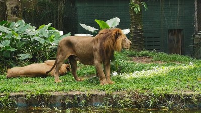 重新開園「獅子瘦成皮包骨」　馬國動物園遭砲轟　園方：因為牠挑食
