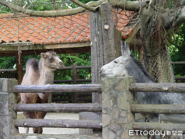 ▲▼雙峰駱駝「煙雨」。（圖／台北市立動物園提供）