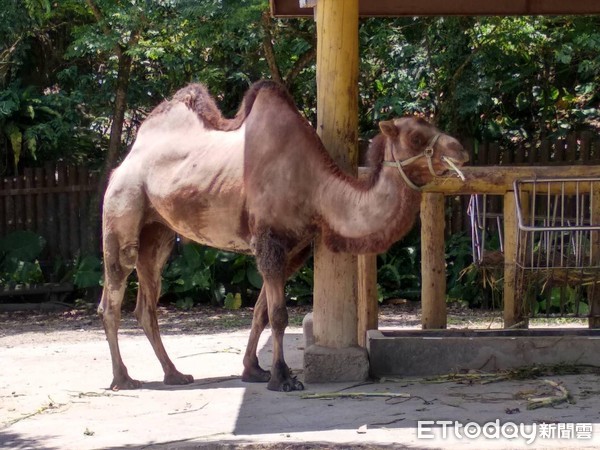 ▲▼雙峰駱駝「煙雨」。（圖／台北市立動物園提供）