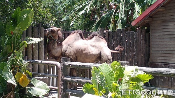 ▲▼雙峰駱駝「煙雨」。（圖／台北市立動物園提供）