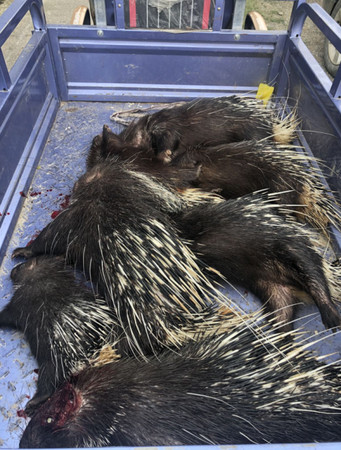 ▲湖北宣布禁食野生動物後，竹鼠被「無公害化處理」。（圖／翻攝自雲上咸寧）