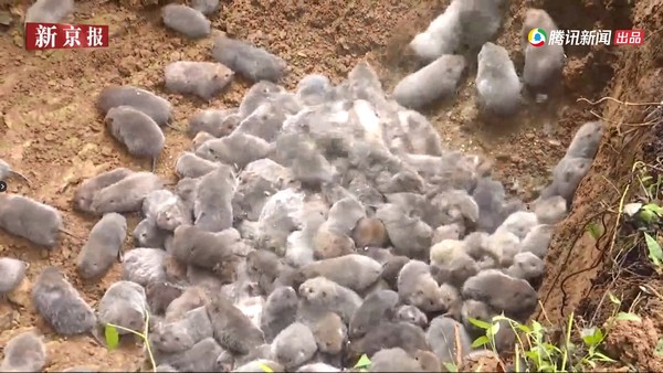 ▲湖北宣布禁食野生動物後，竹鼠被「無公害化處理」。（圖／翻攝自新京報）