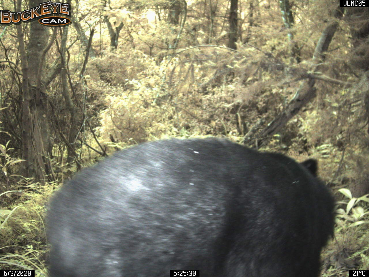 ▲▼自動相機拍攝到黑熊蹤影。（圖／花蓮林區管理處提供）