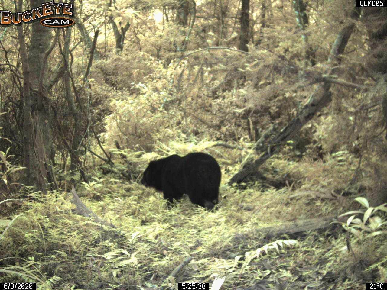▲▼自動相機拍攝到黑熊蹤影。（圖／花蓮林區管理處提供）