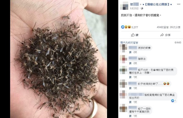 台中網友公開蚊子乾屍山。（圖／翻攝自Facebook／爆廢公社公開版）