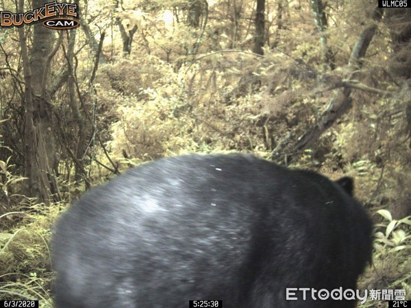 ▲▼林管處架設的無線自動傳輸相機，拍攝到台灣黑熊相關影像後可即時啟動巡守隊加強巡視。（圖／花蓮林管處提供，下同）