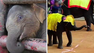 尖鉤刺中小象「把牠從母象懷裡拖走」！無良觀光業又虐象　泰國已是黑名單