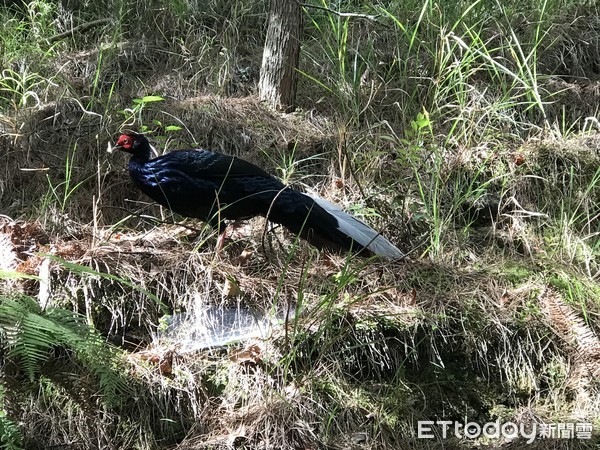 ▲▼馬武佐野郡山山林大火，藍腹鷴、台灣獼猴、帝雉、金翼白眉、山羌等野生動物紛紛逃出森林。（圖／蔡姓民眾授權提供）