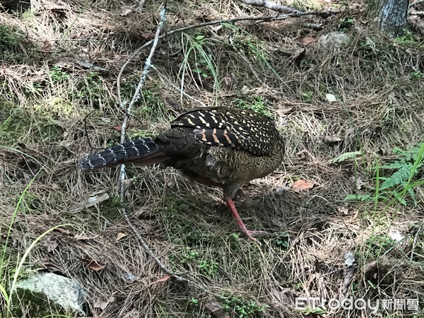 ▲▼馬武佐野郡山山林大火，藍腹鷴、台灣獼猴、帝雉、金翼白眉、山羌等野生動物紛紛逃出森林。（圖／蔡姓民眾授權提供）