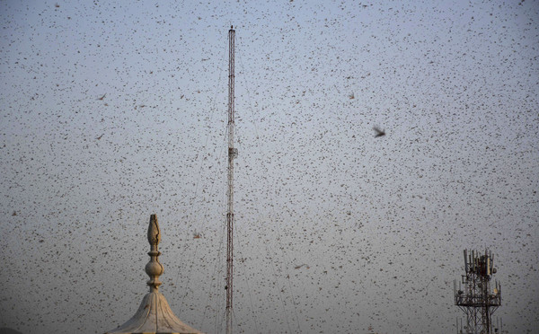 ▲巴基斯坦奎達（Quetta）6月26日遭遇蝗蟲侵襲。（圖／達志影像／美聯社）